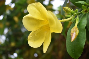 Fototapeta premium yellow flower