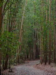 Fototapeta premium Camino path through a dense eucalyptus forest - Santa Irene, Galica, Spain