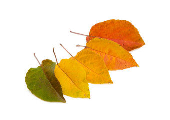 Colorful autumn leaves isolated on white background