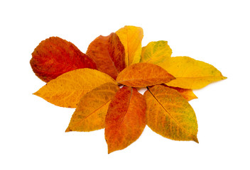 Colorful autumn leaves isolated on white background