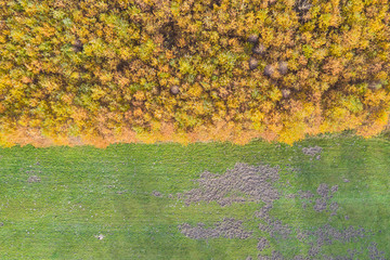 meadow and autumn forest