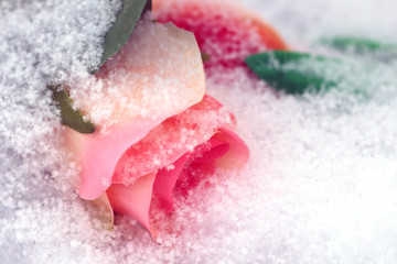 Pale pink rose powdered with snow.