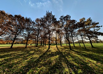 apple orchard in spring