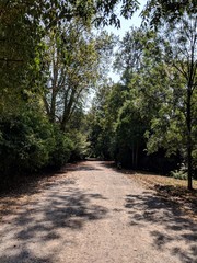 Fototapeta premium road in the forest