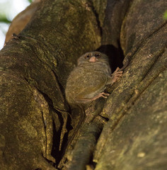 tarsius on a tree