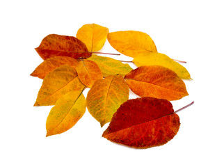 Colorful autumn leaves isolated on white background