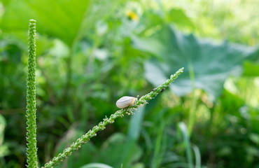 Snail on green grass