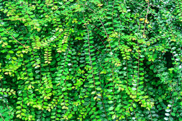 Fototapeta premium Vietnam Leaf - Flower (Phyllanthus cochinchinensis) growing in tropical garden. 