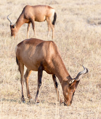Damaliscus lunatus jimela