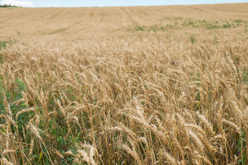 Golden ears of wheat at Georgia