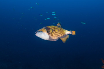 A large Titan Triggerfish on a dark, tropical coral reef
