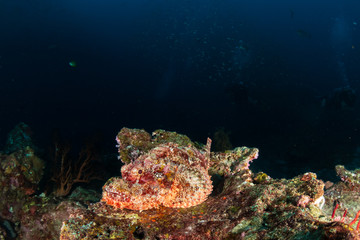 Fototapeta na wymiar Scorpionfish resting on a dark, tropical coral reef