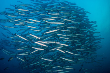 Schooling Barracuda in a blue water ocean