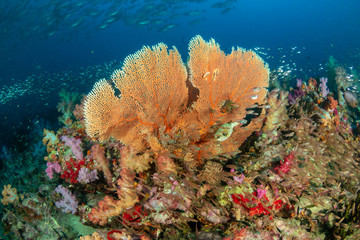 Naklejka na ściany i meble Beautiful and delicate Gorgonia sea fan on a tropical coral reef