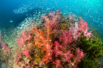 Colorful but delicate soft corals on a tropical coral reef