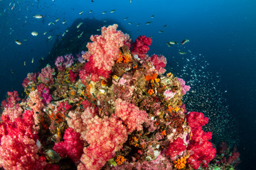 Beautiful, colorful tropical coral reef at the Surin Islands (Richelieu Rock)