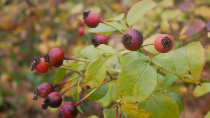 verbl&uuml;hte wilde rose