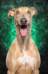 Happy Greyhound dog on green background