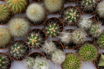 Cactus misti in vendita