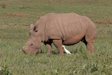 Obraz premium Grazing white rhino with cattle egret