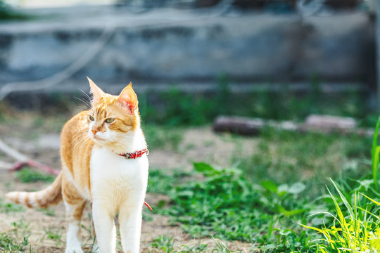 Cute funny red white cat in red collar on the green grass watching for something