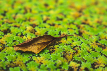 Beautiful natural bakground, the leaf background pattern, abstract background