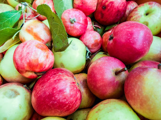 a lot of green red organic fresh sweet apples