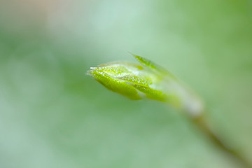 flower head, Beautiful natural background
