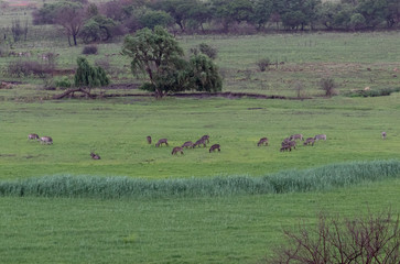 Grassland with African animals grazing