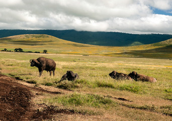 Bufalos in the prairies of Tanzania