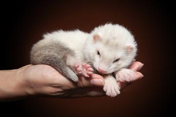 Ferret sleeping on hand