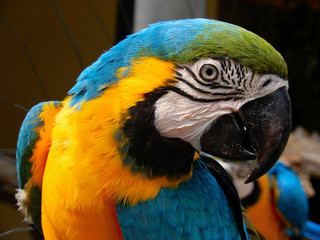 Close-up of head of parrot