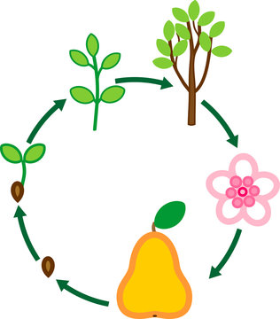 Life cycle of pear tree. Plant growth stage
