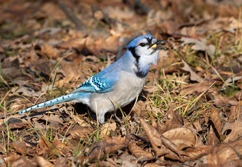 Blue jay (Cyanocitta cristata) searching acorns in fallen oak leaves, Iowa, USA