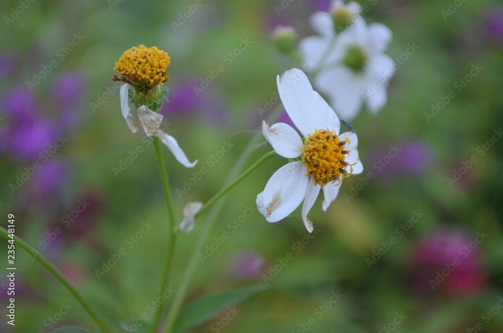 Wall mural flower in garden