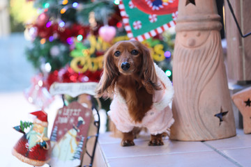 クリスマスを楽しむダックスフンド