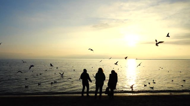 	People feed seagulls on the seashore. Slow motion.