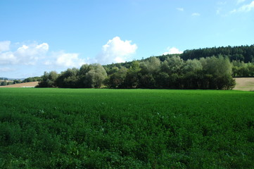 Vivid green field with a forest in the background