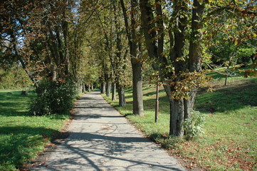 Paved park road with a row of large trees