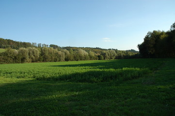 Green summer field with a forest in the background