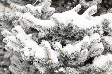 fir brunches in the snow