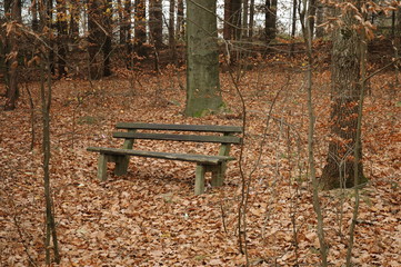A bench in an autoomn forest
