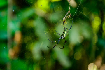 spider on web
