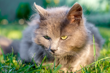 Naklejka na ściany i meble Fluffy grey cranky cat lie on green grass and looks at camera