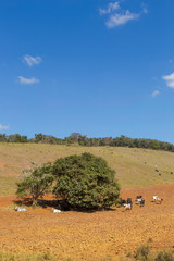 Gado debaixo de árvore em propriedade rural de Guarani, estado de Minas Gerais, Brasil