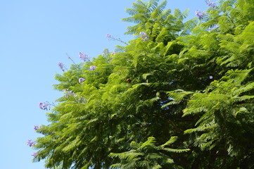 Close-up of Jacaranda fern tree branches with purple flowers on blue sky background, Jacaranda...