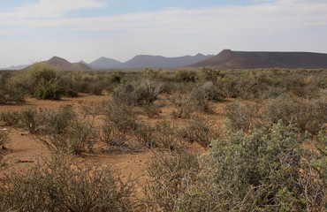 Naklejka premium Very arid habitat during a drought in the central Karoo near Rietbron.