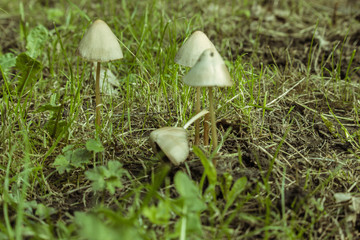 Group of white mushrooms