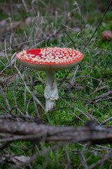 Rood met witte stippen