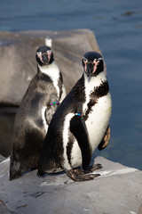 Twee penguins naast elkaar